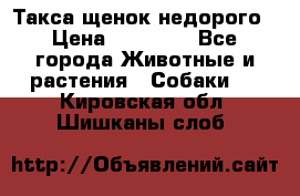 Такса щенок недорого › Цена ­ 15 000 - Все города Животные и растения » Собаки   . Кировская обл.,Шишканы слоб.